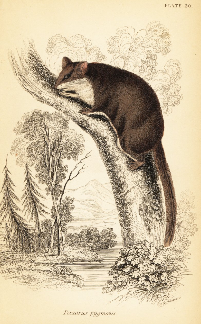 Federbeutler, Acrobates pygmaeus (Gravur) von Georges Robert Waterhouse