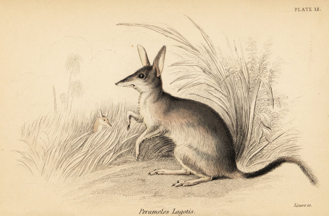 Großer Bilby, Macrotis lagotis. Gefährdet, 1841 (Gravur) von Georges Robert Waterhouse