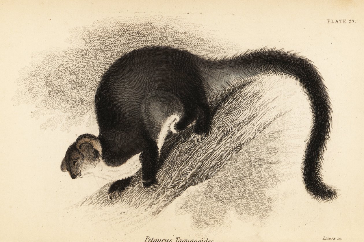 Großer Gleitbeutler, Petauroides volans von Georges Robert Waterhouse