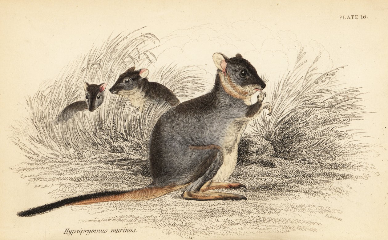 Langfüßiger Potoroo, Potorous longipes. Gefährdet (Kupferstich) von Georges Robert Waterhouse