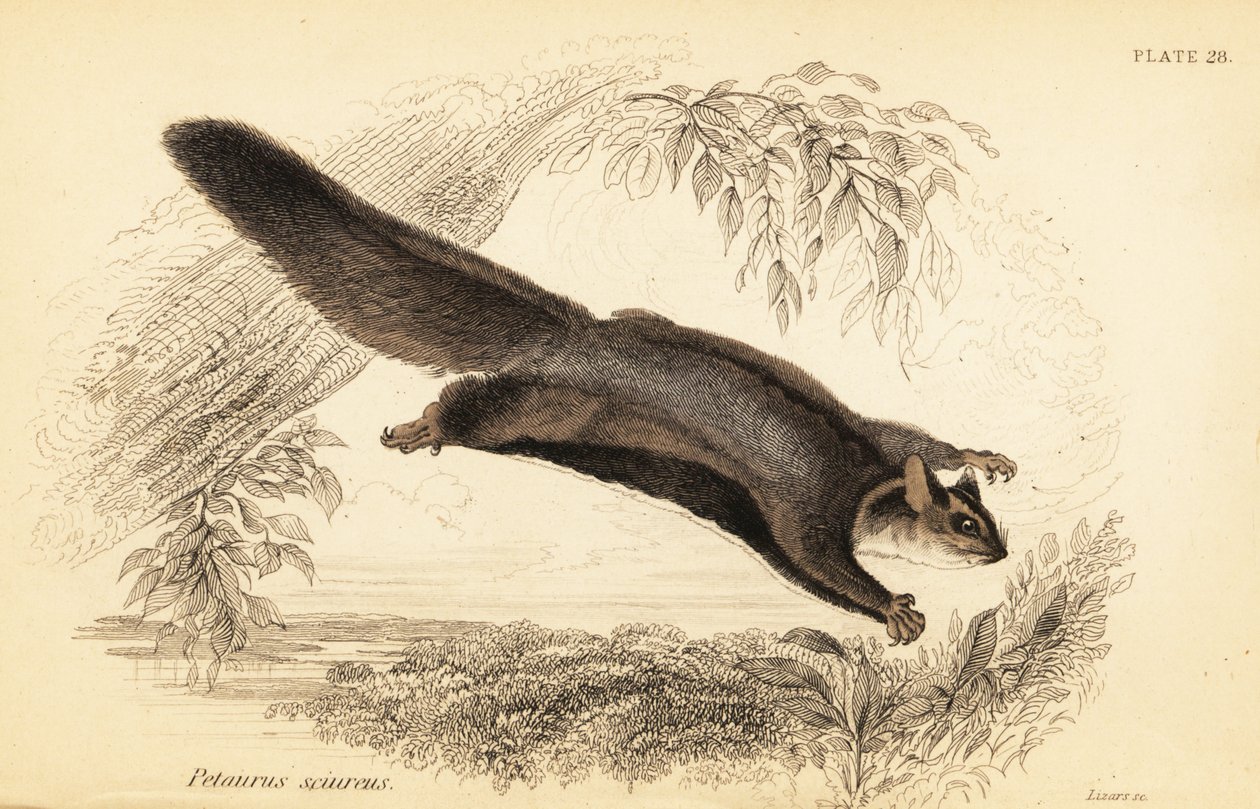 Gleitbeutler, Petaurus norfolcensis von Georges Robert Waterhouse