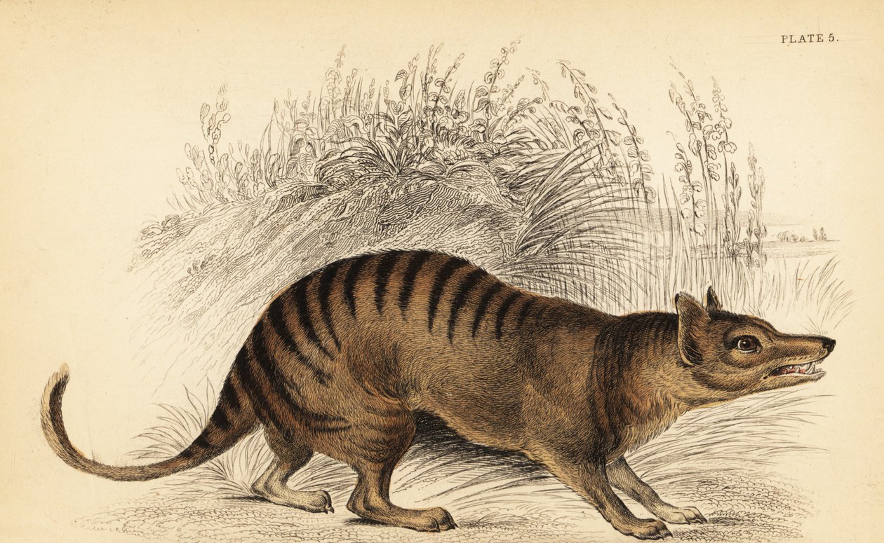 Tasmanischer Tiger, Thylacinus cynocephalus. Ausgestorben, 1841 (Gravur) von Georges Robert Waterhouse