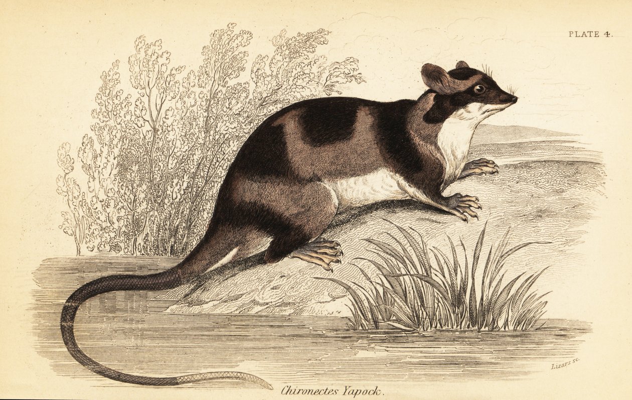 Wasserbeutelratte oder Yapok, Chironectes minimus (Stich) von Georges Robert Waterhouse
