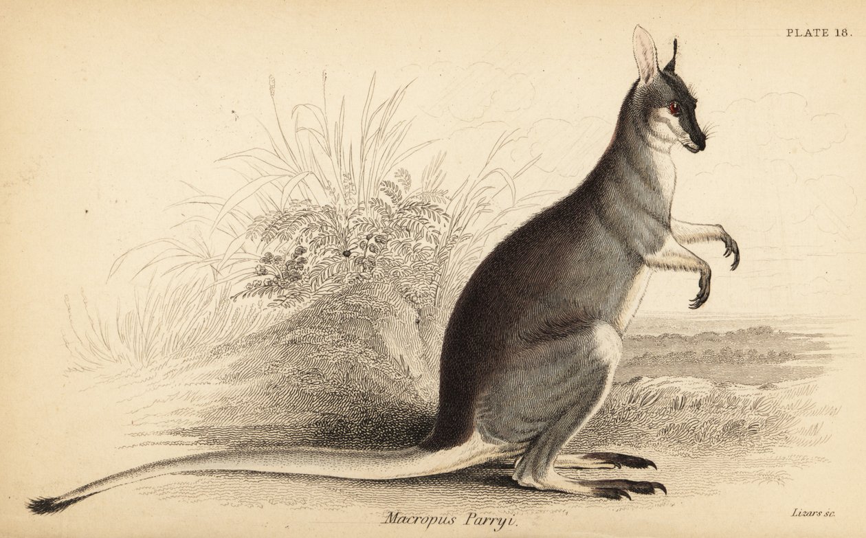 Peitschen-Känguru, Macropus parryi von Georges Robert Waterhouse