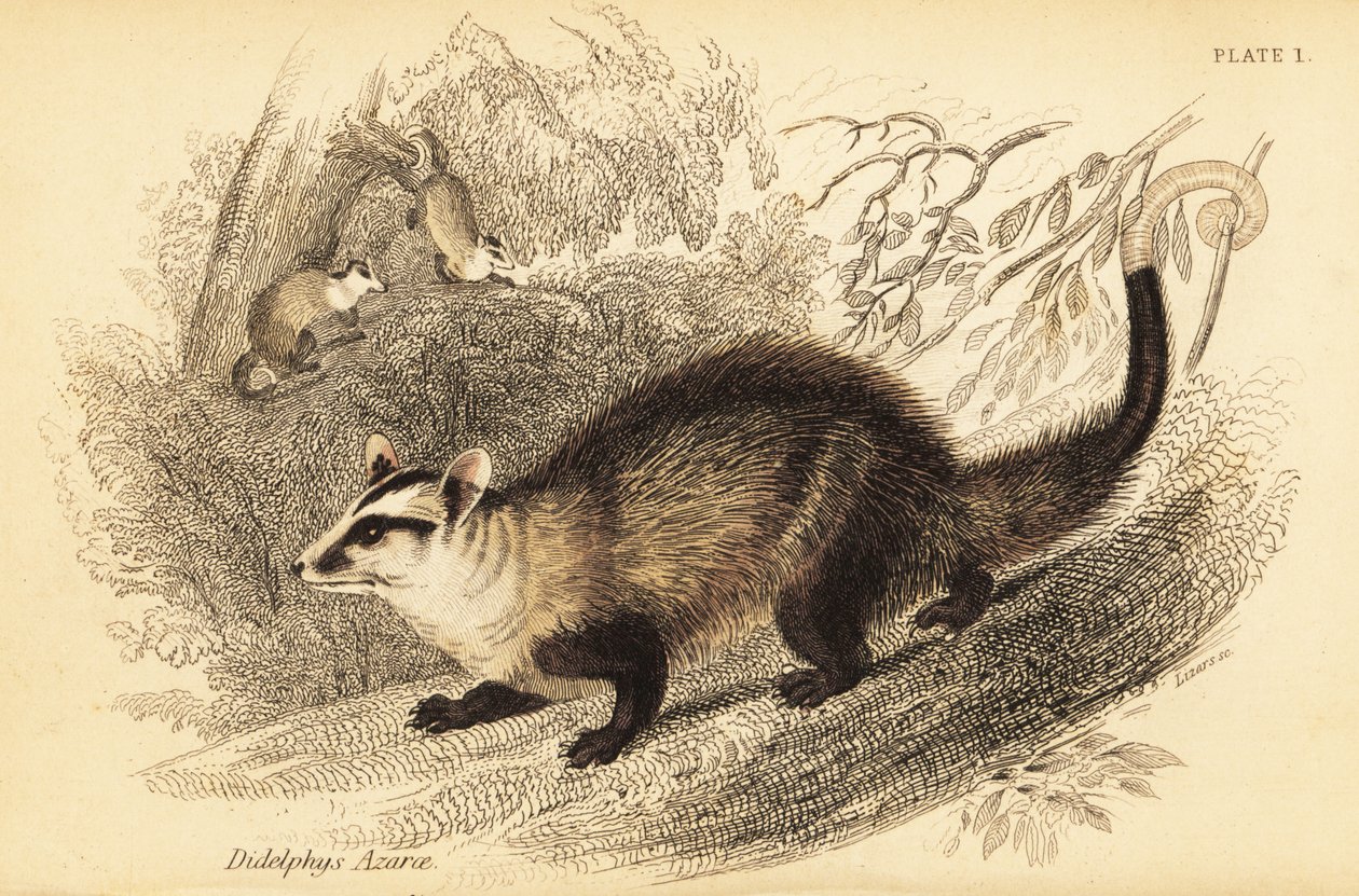 Weißohr-Opossum, Didelphis albiventris (Stich) von Georges Robert Waterhouse