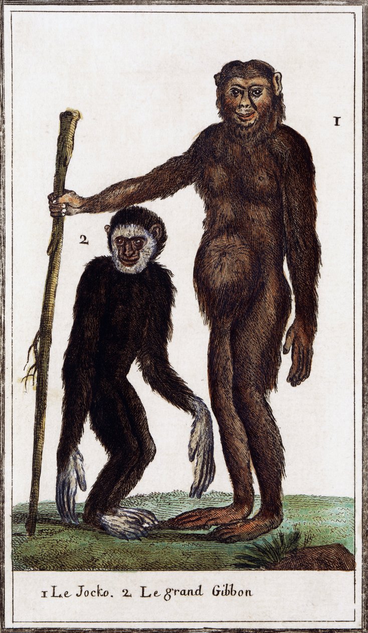 Jocko, Schimpanse oder Gibbon, Illustration aus Histoire naturelle von Georges de Buffon