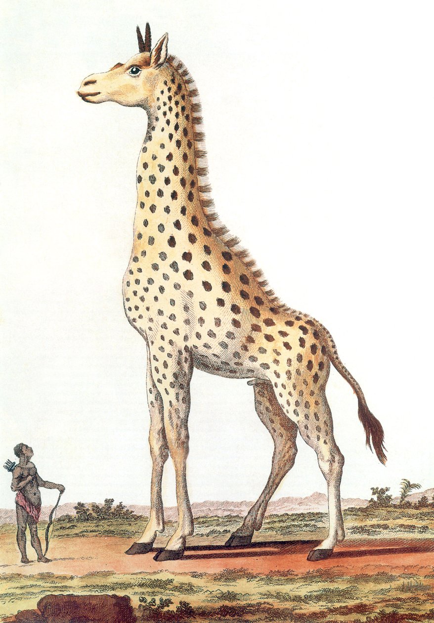 Zeichnung einer fantastischen männlichen Giraffe von Georges de Buffon