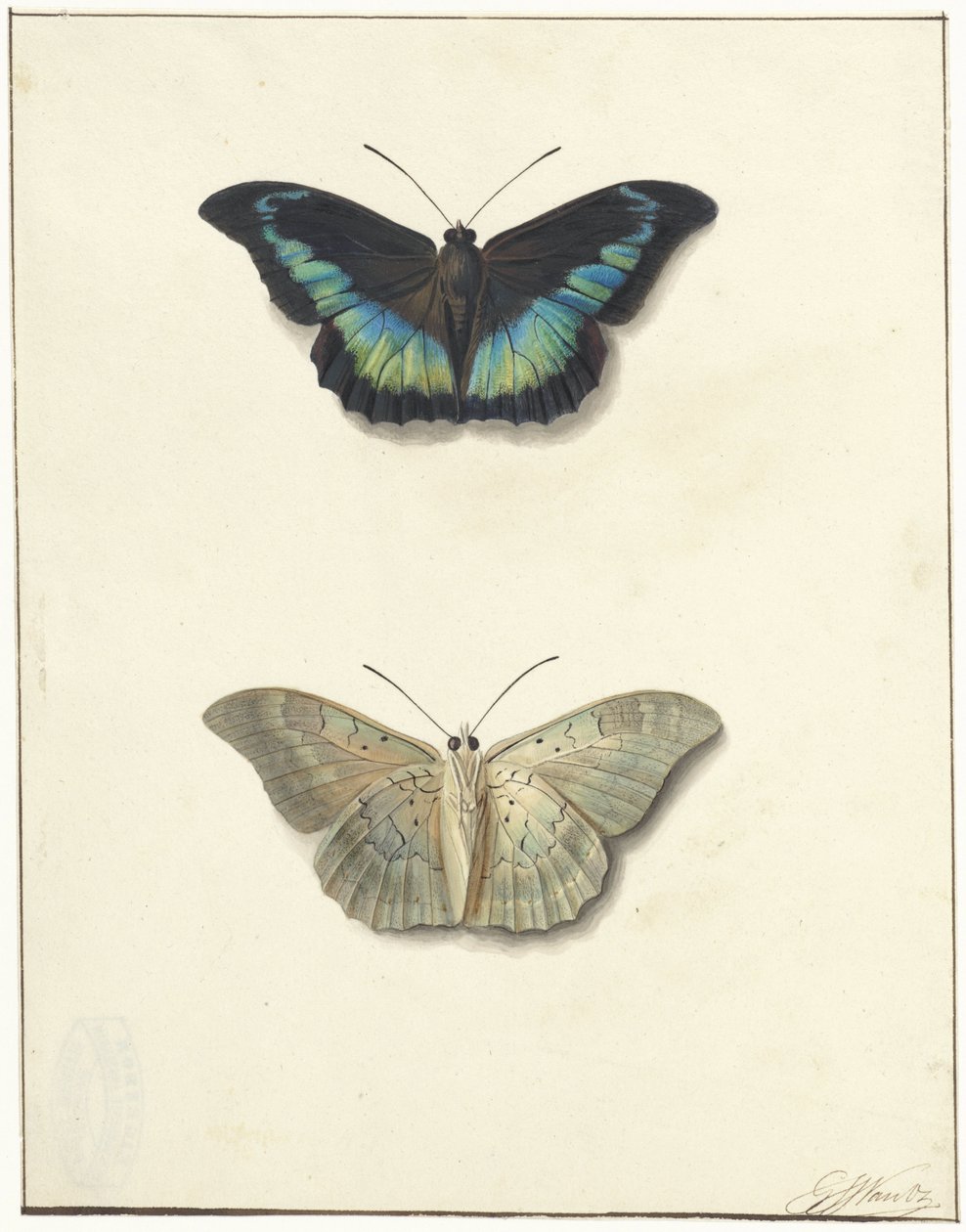 Ober- und Unteransicht eines Schmetterlings von Georgius Jacobus Johannes van Os
