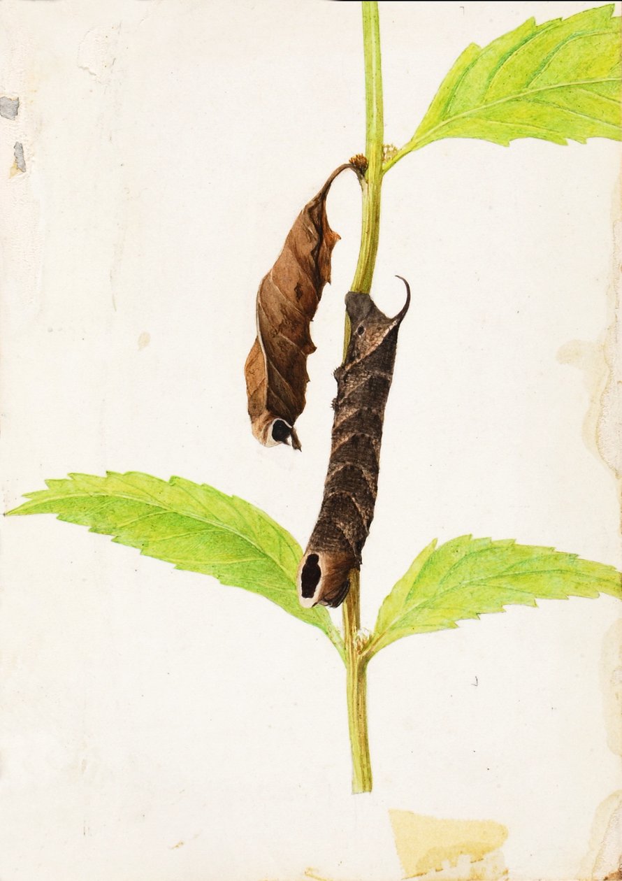 Gekräuseltes totes Blatt, das Sphinx-Raupe nachahmt, Studie für das Buch Tarnfarbe im Tierreich von Gerald H. Thayer