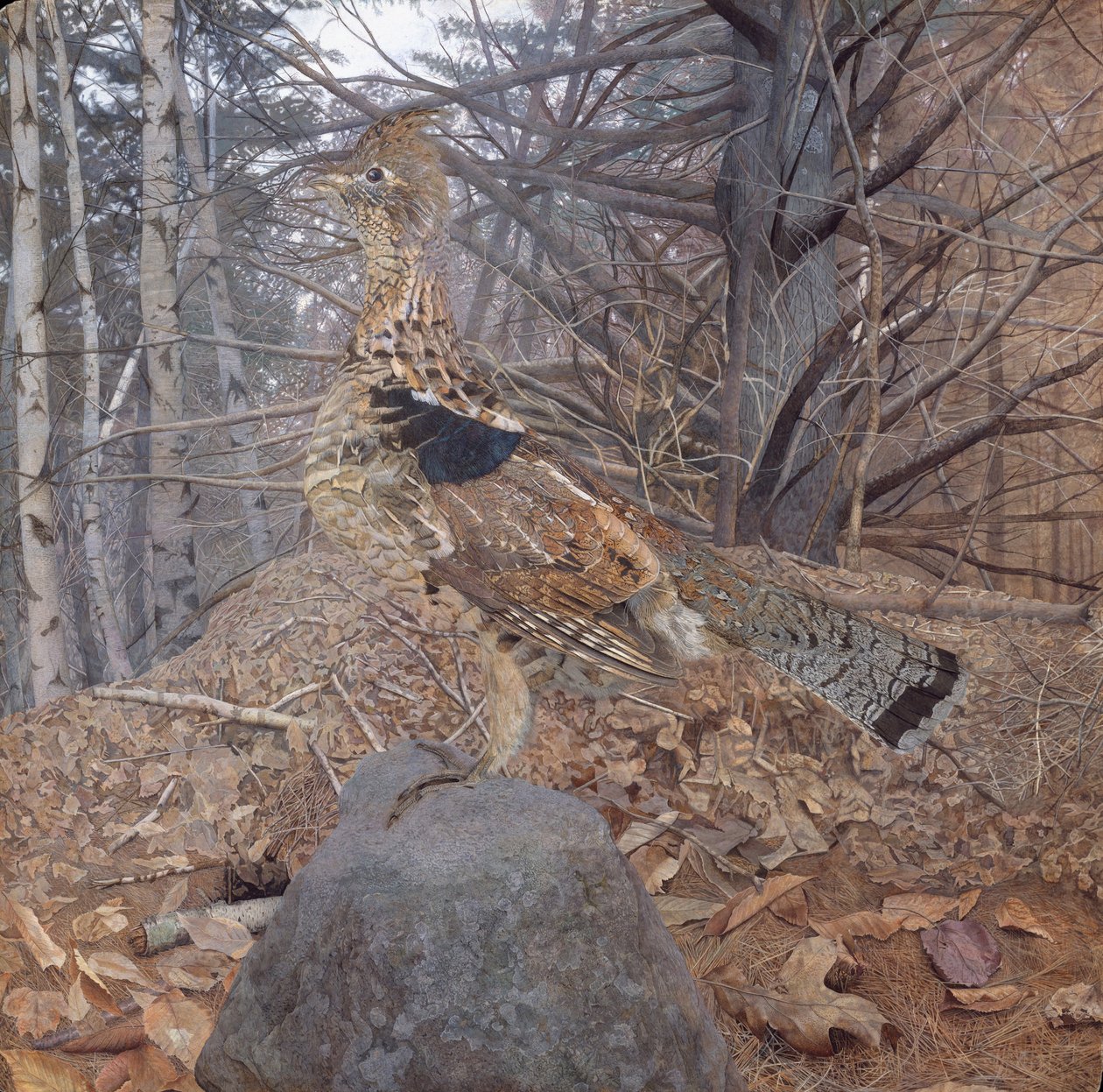 Männlicher Raufußhuhn im Wald von Gerald Thayer