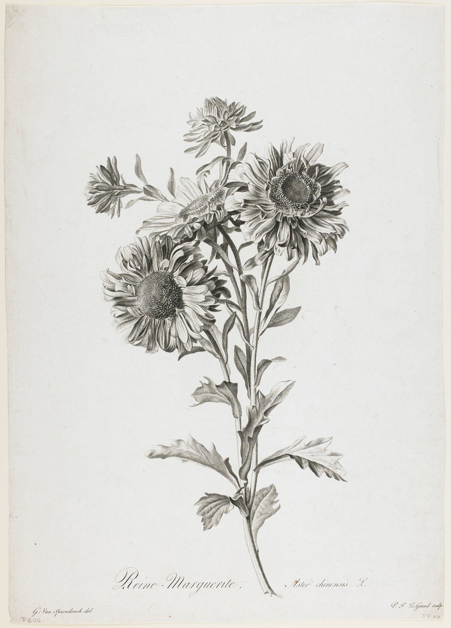 Reine-Marguerite, aus Fleurs Dessinées d