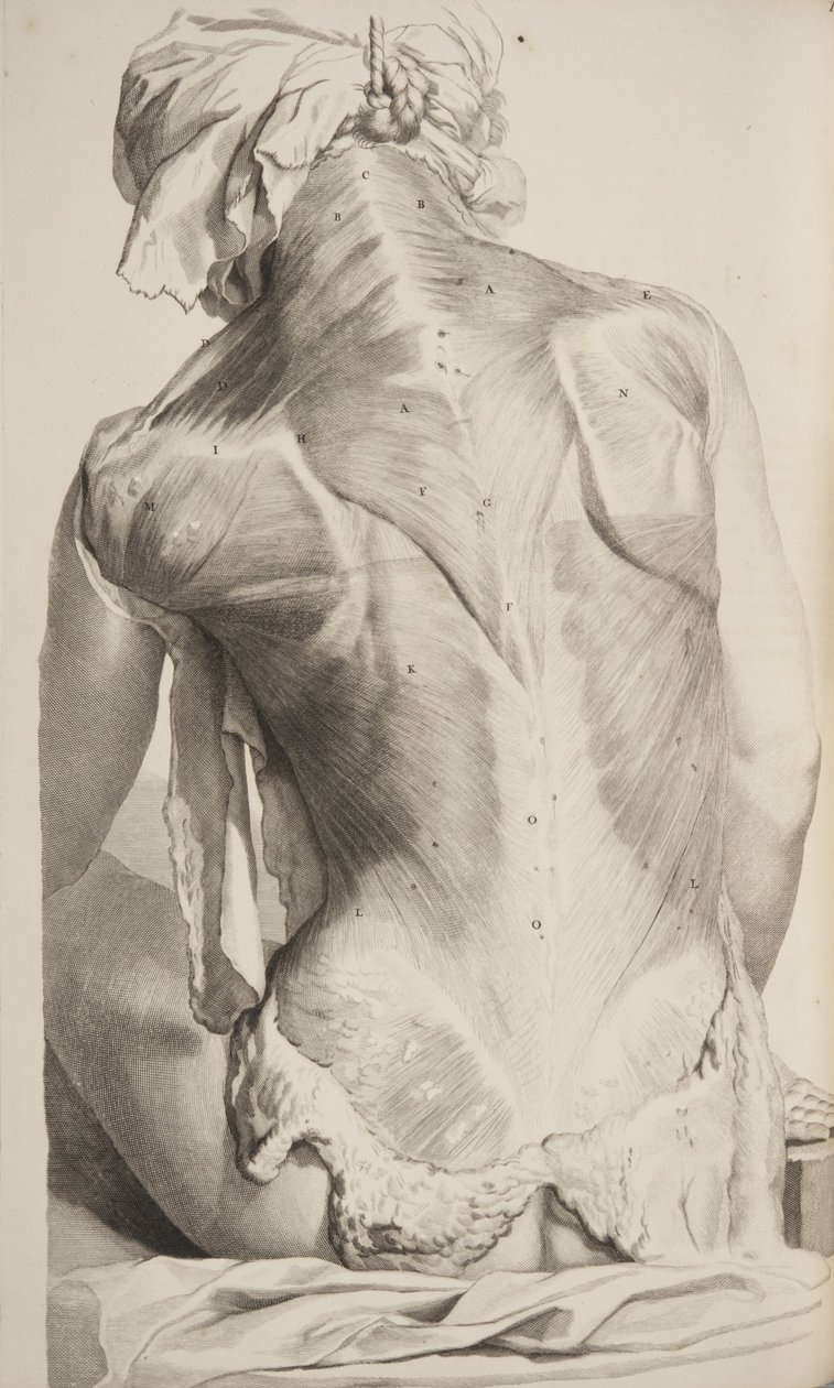 Anatomia Humani Corporis von Govard Bidloo, 1685 von Gerard de Lairesse