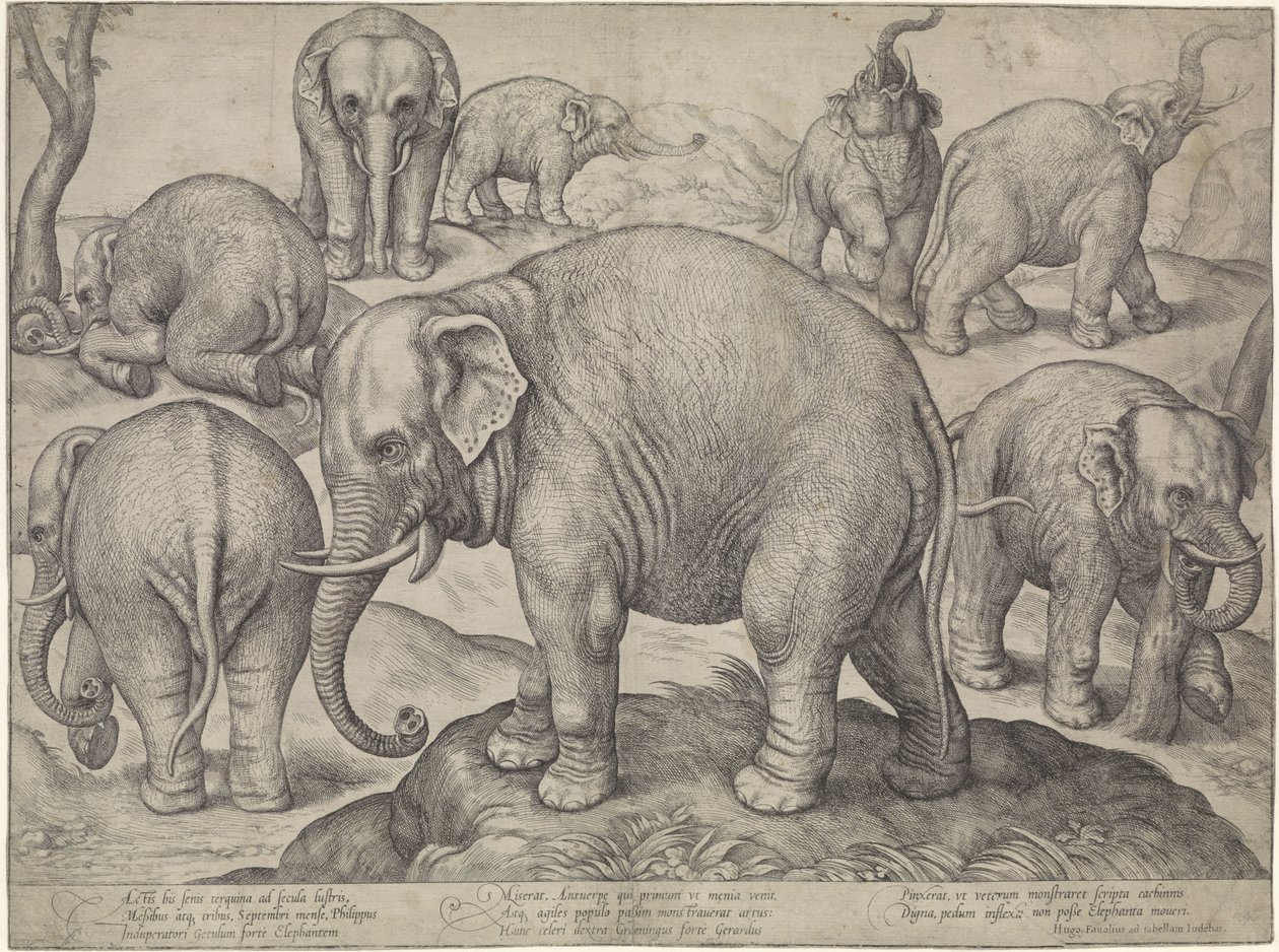 Acht Elefanten von Gerard van Groeningen