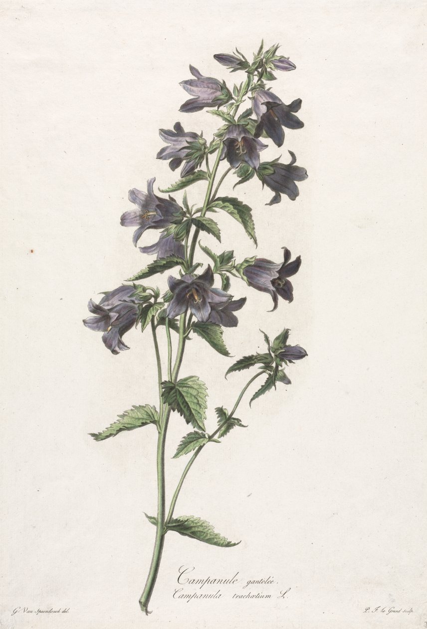 Blumen nach der Natur gezeichnet: Glockenblume von Gerard van Spaendonck