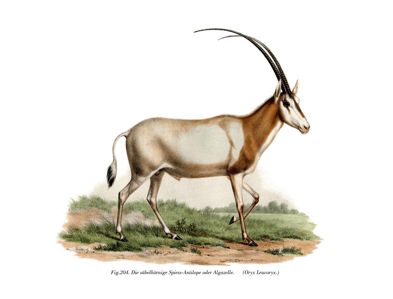 Arabischer Oryx, 1860 von German School