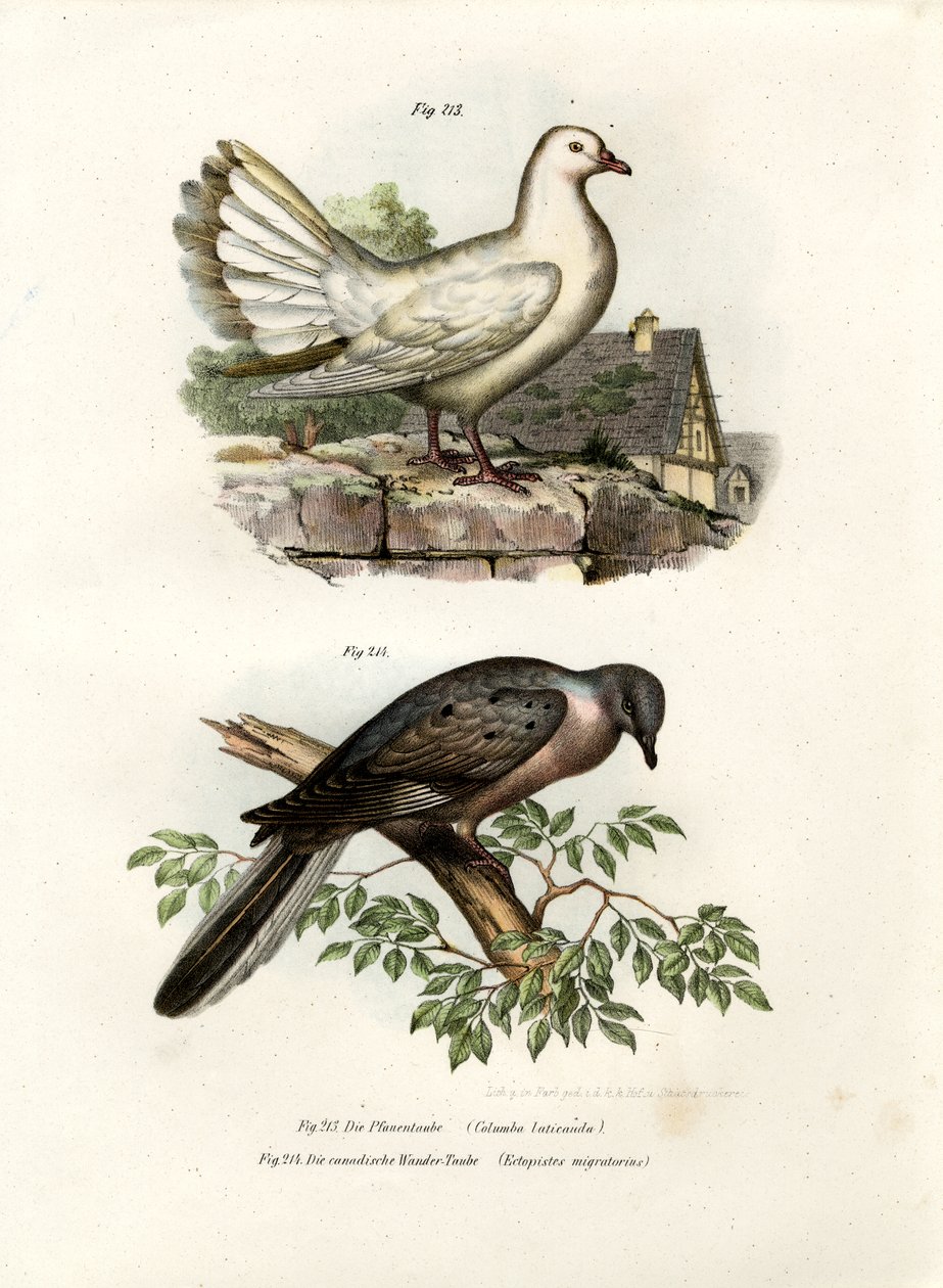 Pfautaube, 1864 von German School