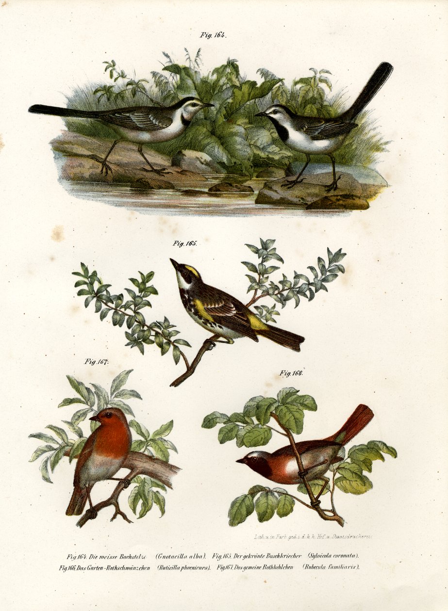 Bachstelze, 1864 von German School