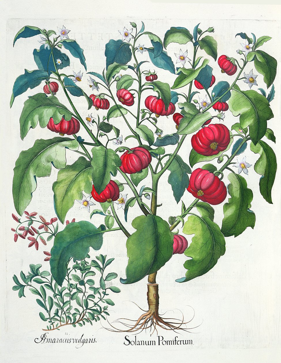 1. Solanum Pomiferum; 2. Amaracus vulgaris, aus dem Hortus Eystettensis von Basil Besler, veröffentlicht 1613 von German School