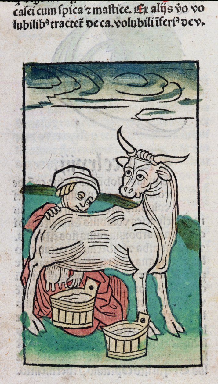Eine Magd melkt eine Kuh, 1491 von German School