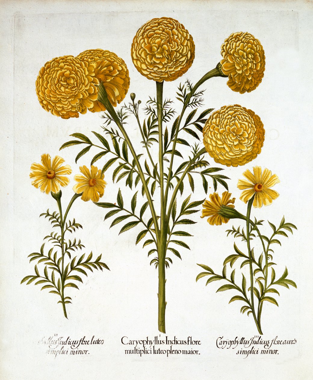 Afrikanische Ringelblume und Französische Ringelblumen, aus Hortus Eystettensis, von Basil Besler, veröffentlicht 1613 von German School