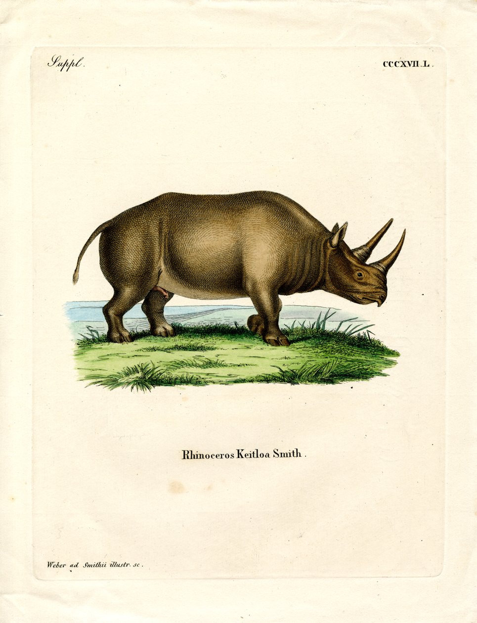 Afrikanisches Nashorn von German School