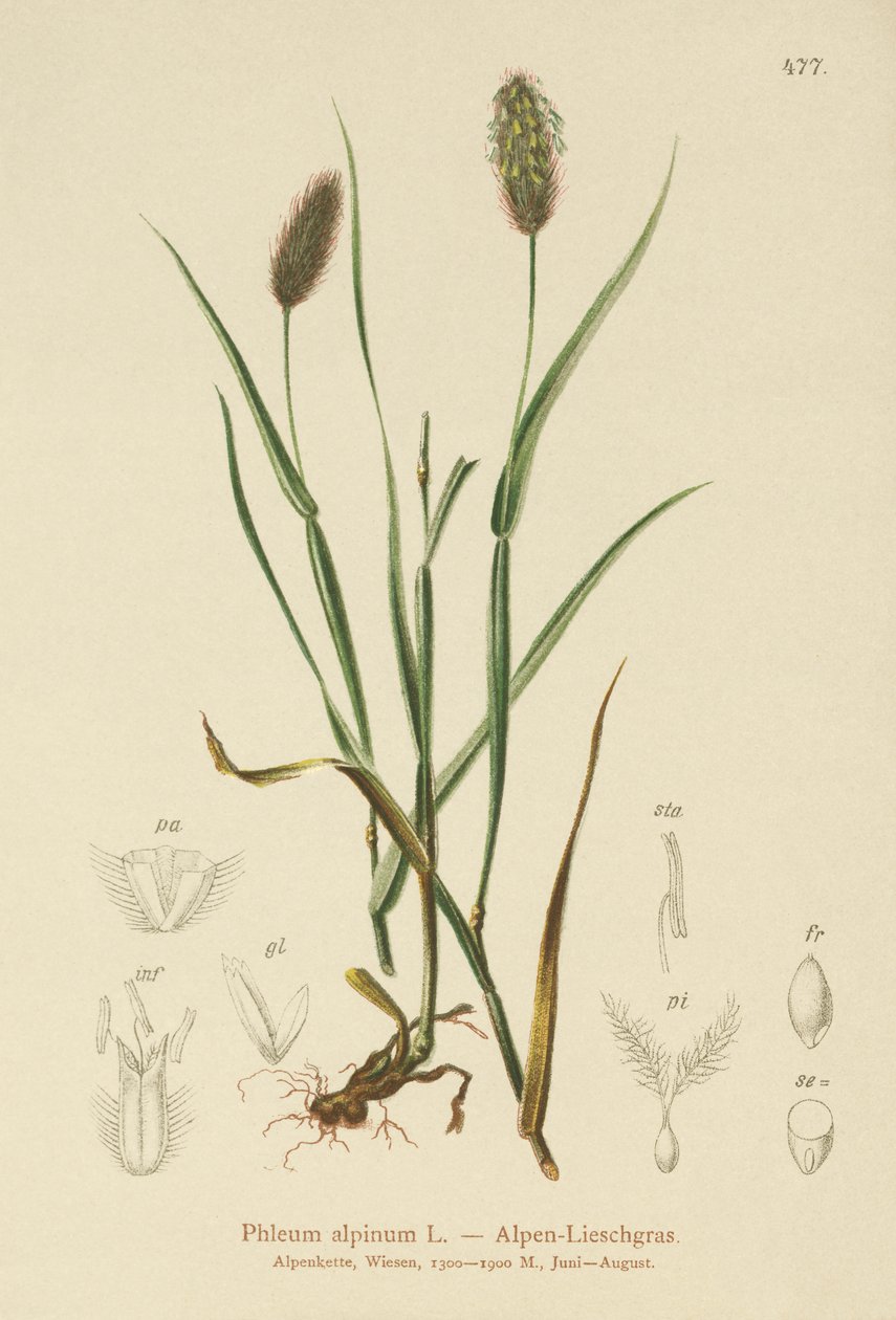 Alpen-Katzenschwanz (Phleum alpinum) von German School