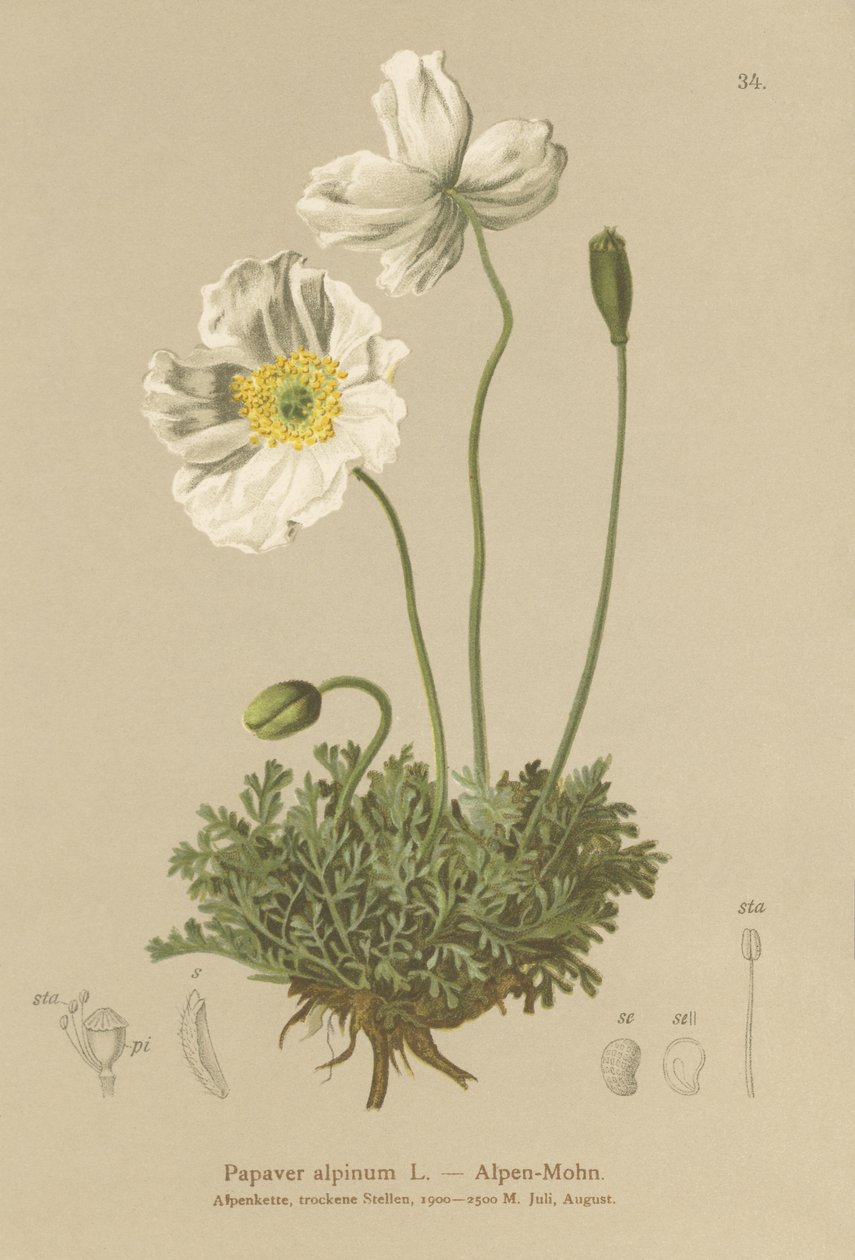 Alpenmohn (Papaver alpinum, subsp. alpinum) von German School