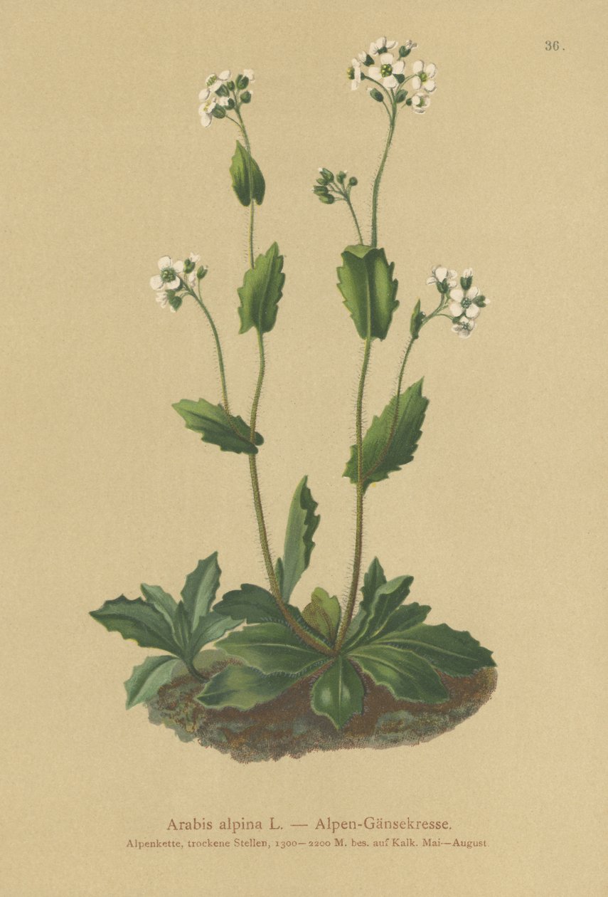 Alpen-Gänsekresse (Arabis alpina) von German School