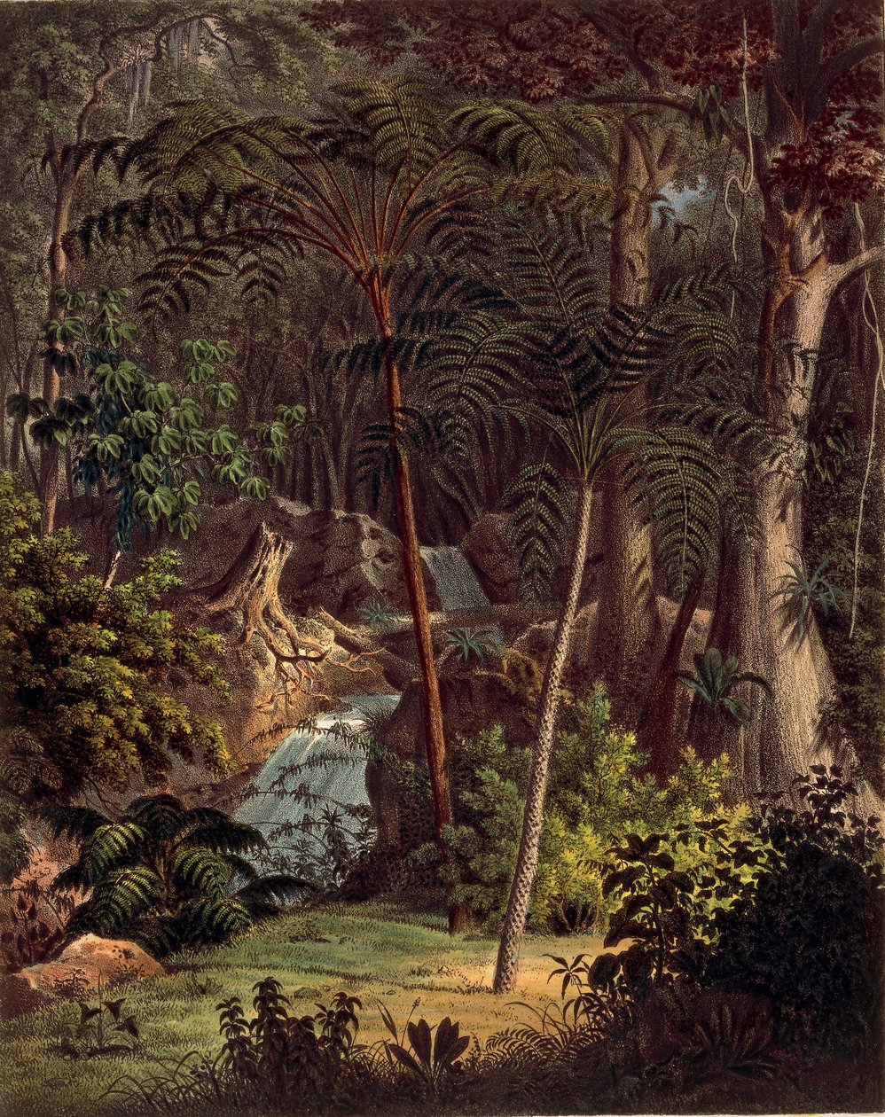 Amazonas-Regenwald, Tafel XXVII aus 