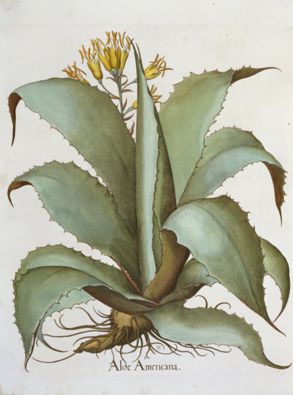 Amerikanische Aloe: Aloe Americana, aus dem Hortus Eystettensis von Basil Besler, veröffentlicht 1613 von German School