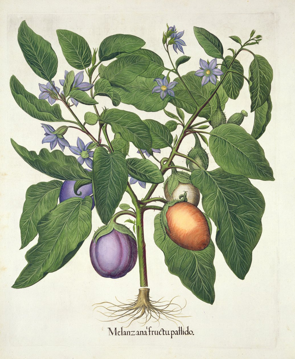 Aubergine: Melanzana fructu pallido, aus dem Hortus Eystettensis von Basil Besler (1561-1629), veröffentlicht 1613 von German School