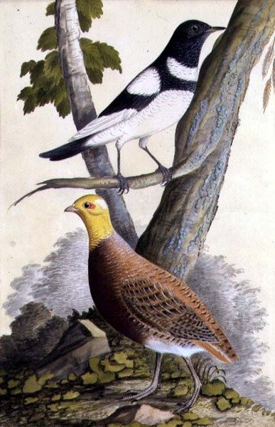 Schwarzkehldrossel (Turdus ruficollis) und Rebhuhn (Perdix perdix), ca. 1740 von German School