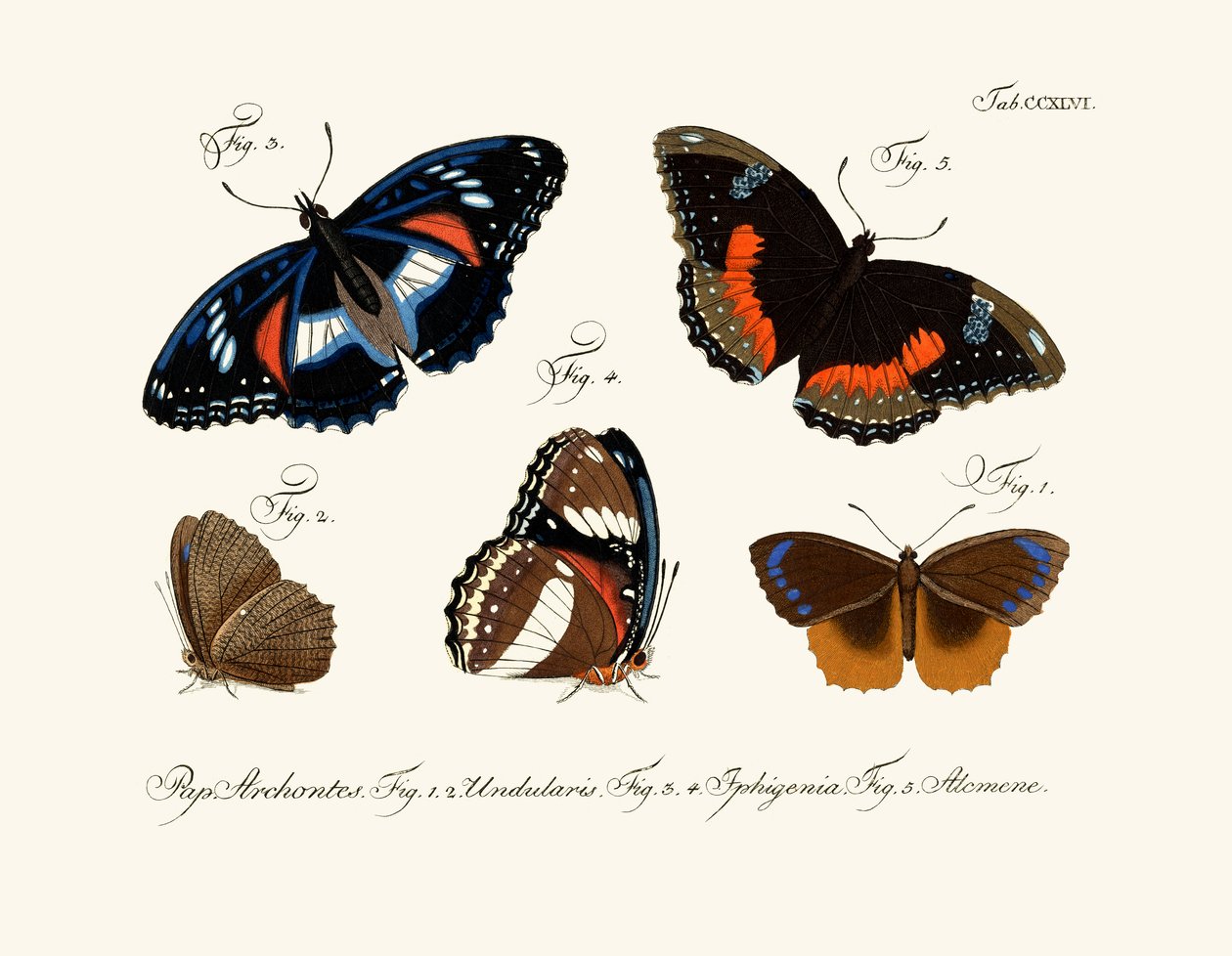 Schmetterlinge von German School