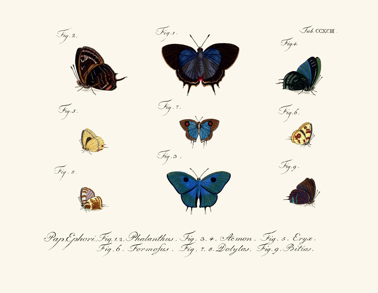 Schmetterlinge von German School