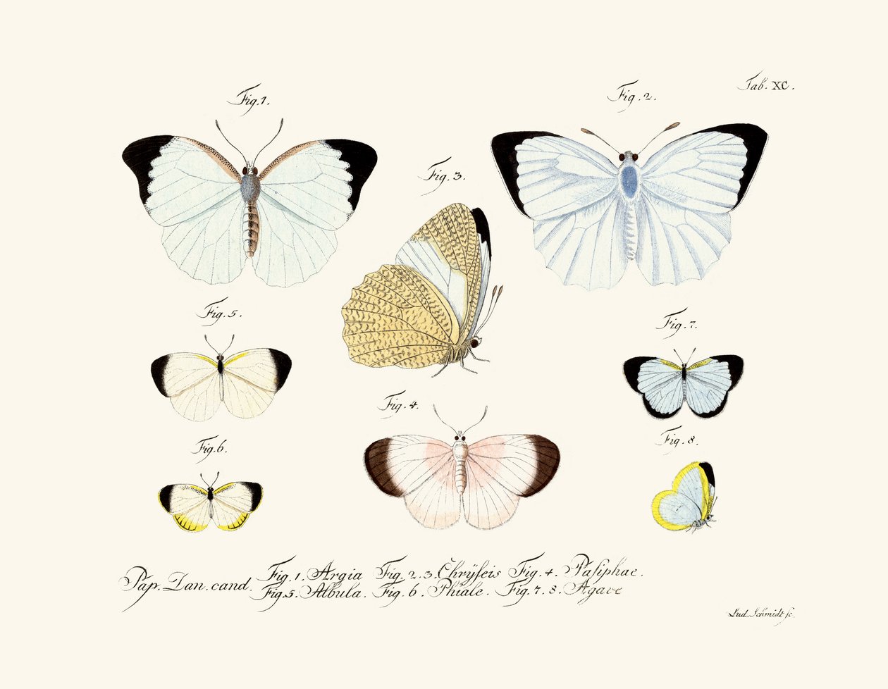 Schmetterlinge von German School