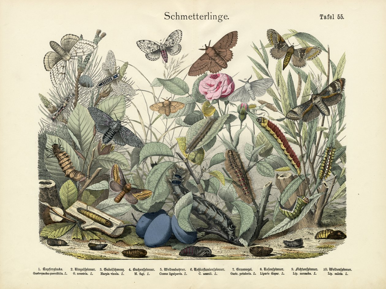 Schmetterlinge, um 1860 von German School