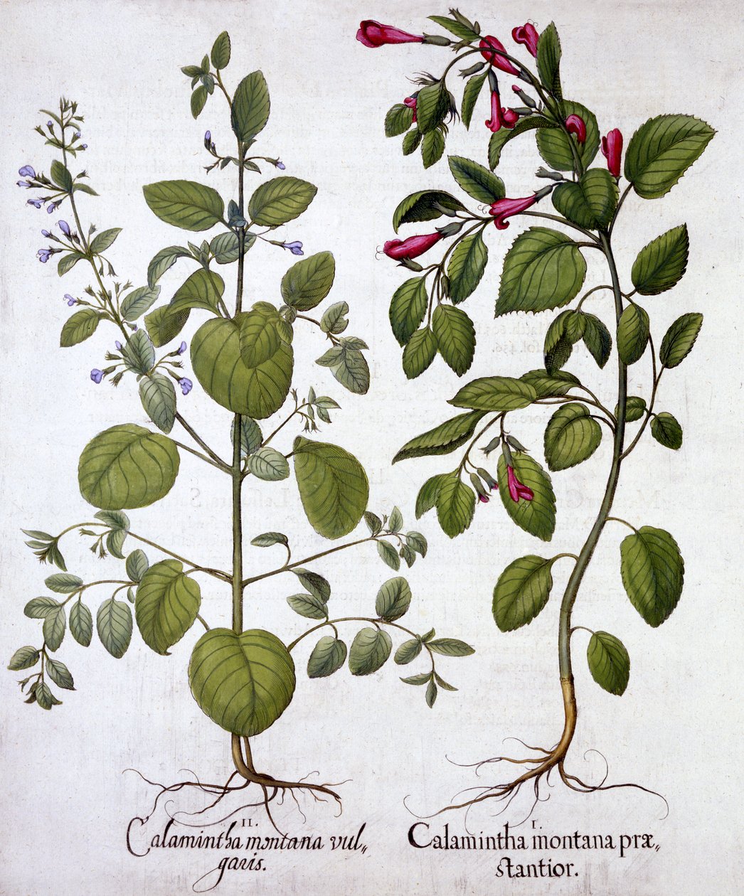 Kalaminten, aus Hortus Eystettensis, von Basil Besler, veröffentlicht 1613 von German School
