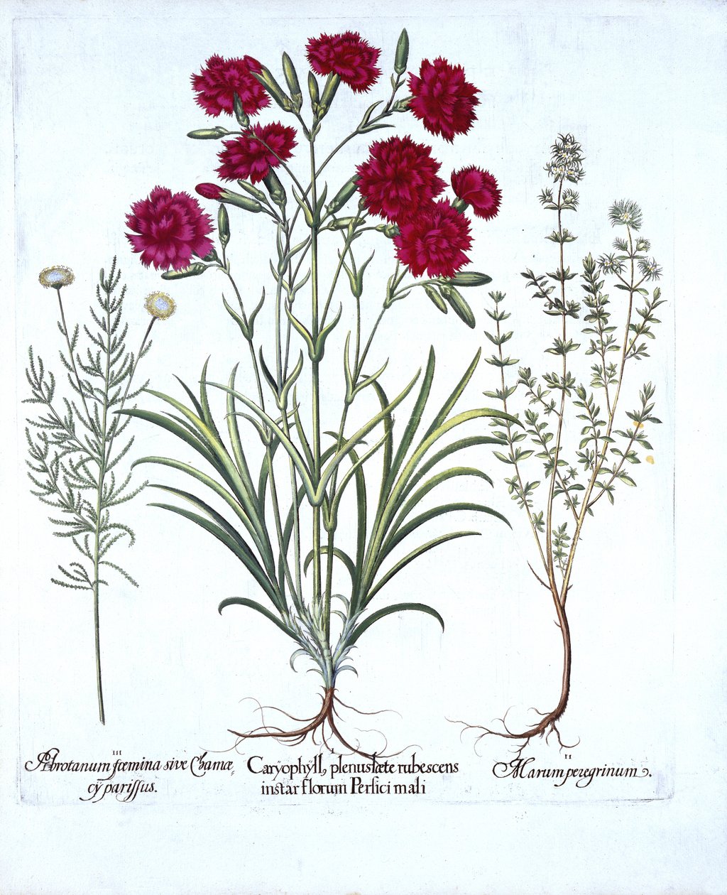 Nelke, Katzenminze und Gemeiner Lavendel, aus Hortus Eystettensis, von Basil Besler, veröffentlicht 1613 von German School