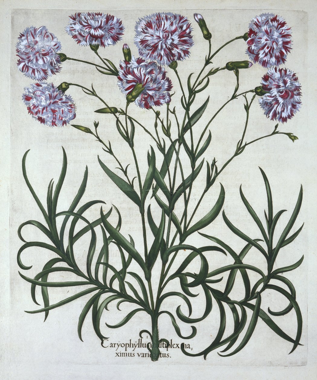 Nelke, aus Hortus Eystettensis, von Basil Besler (1561-1629), veröffentlicht 1613 von German School