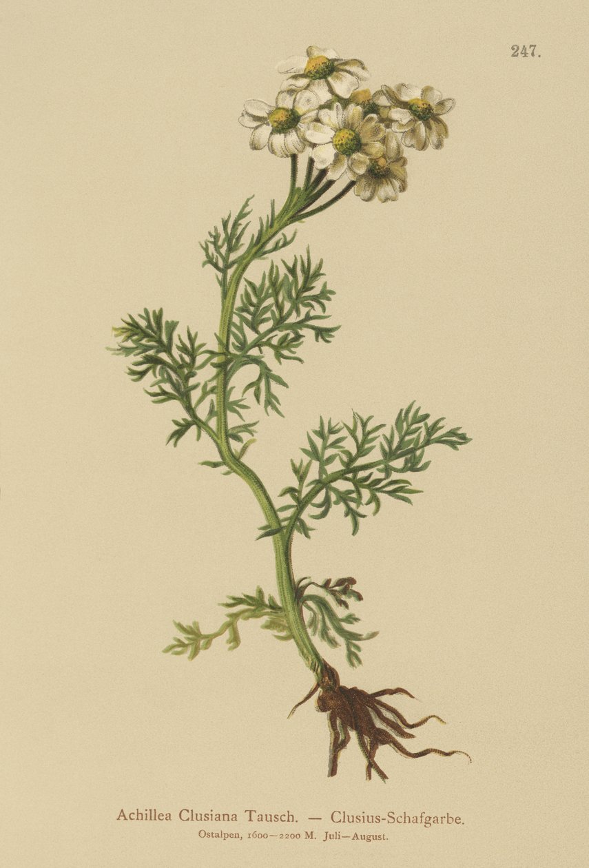 Clusius-Schafgarbe (Achillea clusiana, Achillea atrata ssp. clusiana) von German School