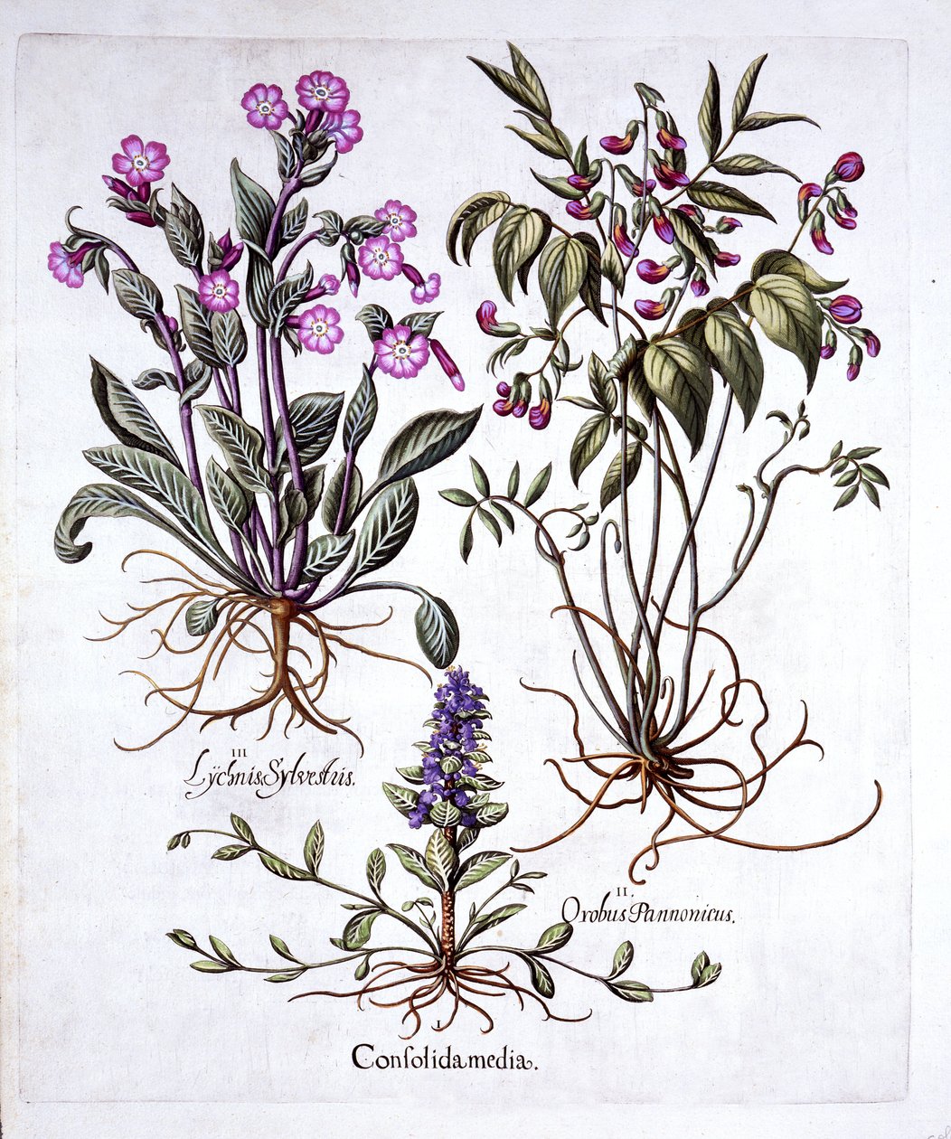 Kriechender Günsel, Frühlingswicke und Rote Lichtnelke, aus Hortus Eystettensis, von Basil Besler, 1613 von German School