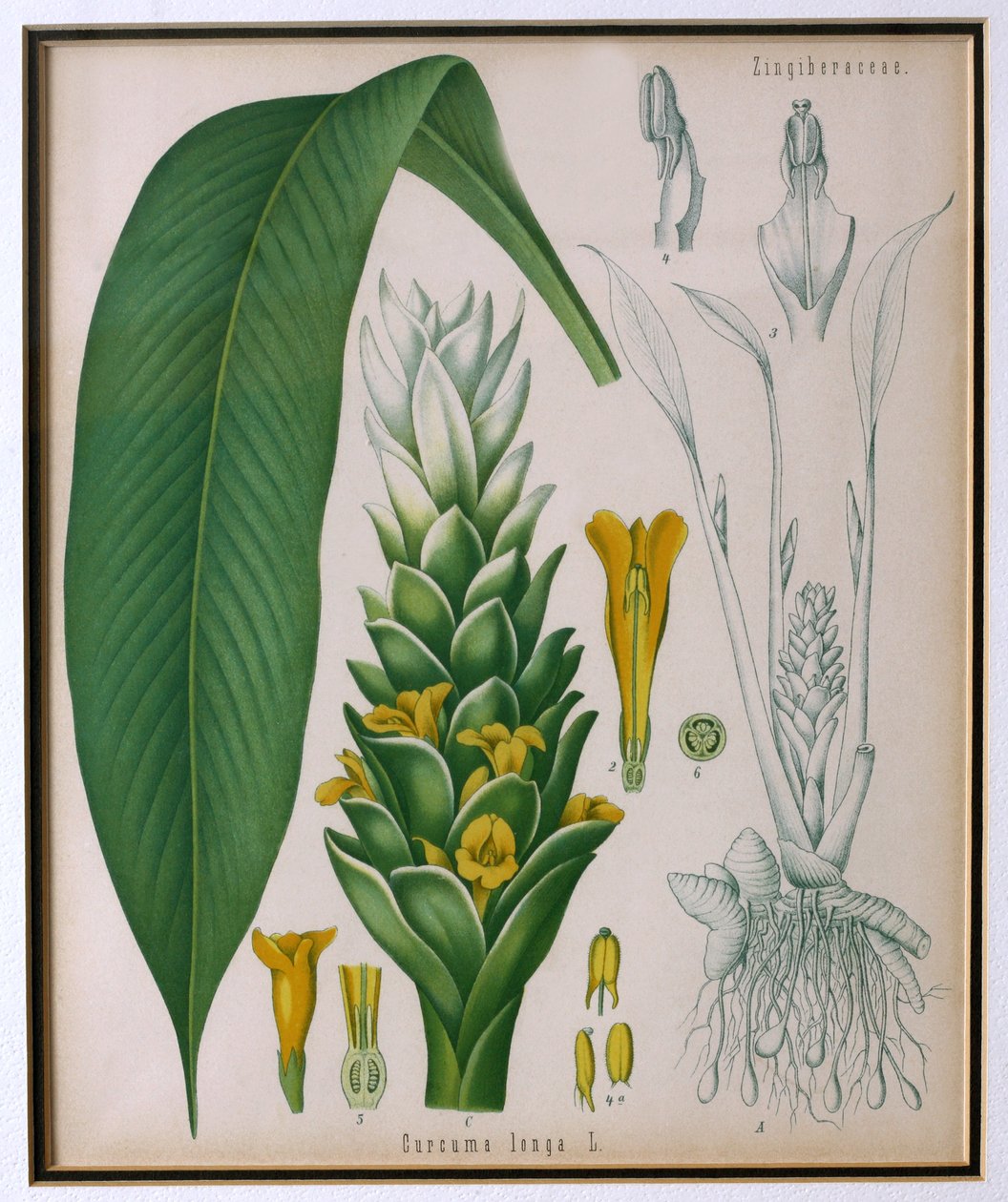 Curcuma longa (Kurkuma) aus Kohlers Heilpflanzen von Franz Eugen Kohler von German School