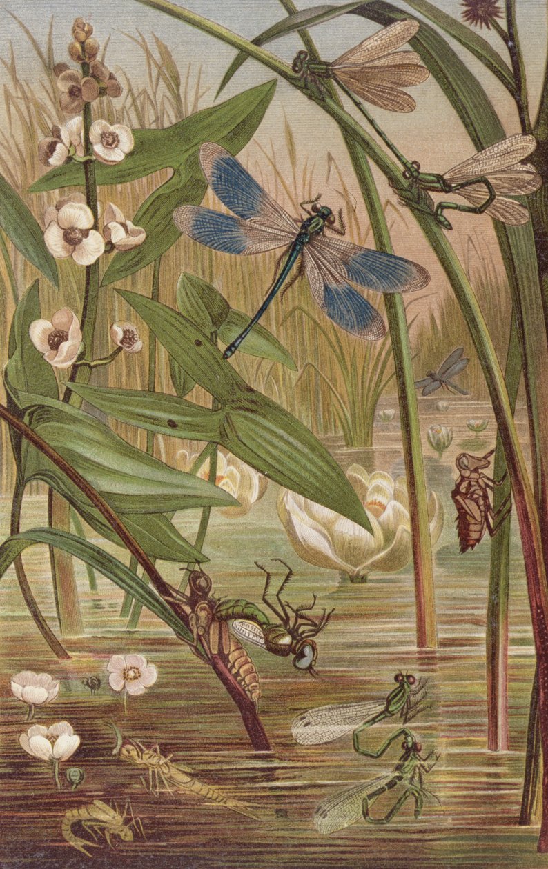 Schlupf einer Libelle, Tafel aus Brehms Tierleben: Allgemeine Kunde des Tierreichs, Bd.9, S.554, veröffentlicht vom Bibliographischen Institut, 1892 von German School
