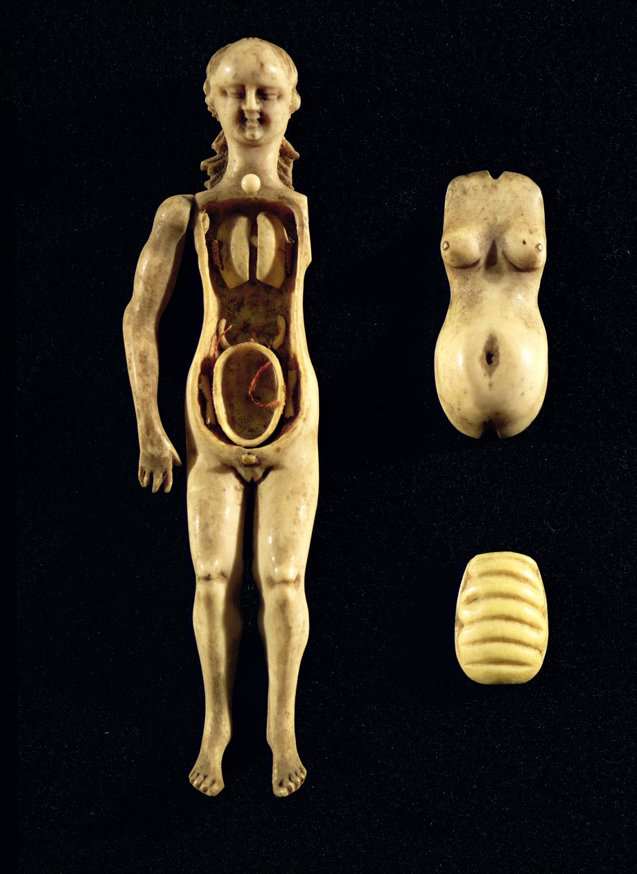 Puppe, die die Anatomie des menschlichen Körpers zeigt von German School