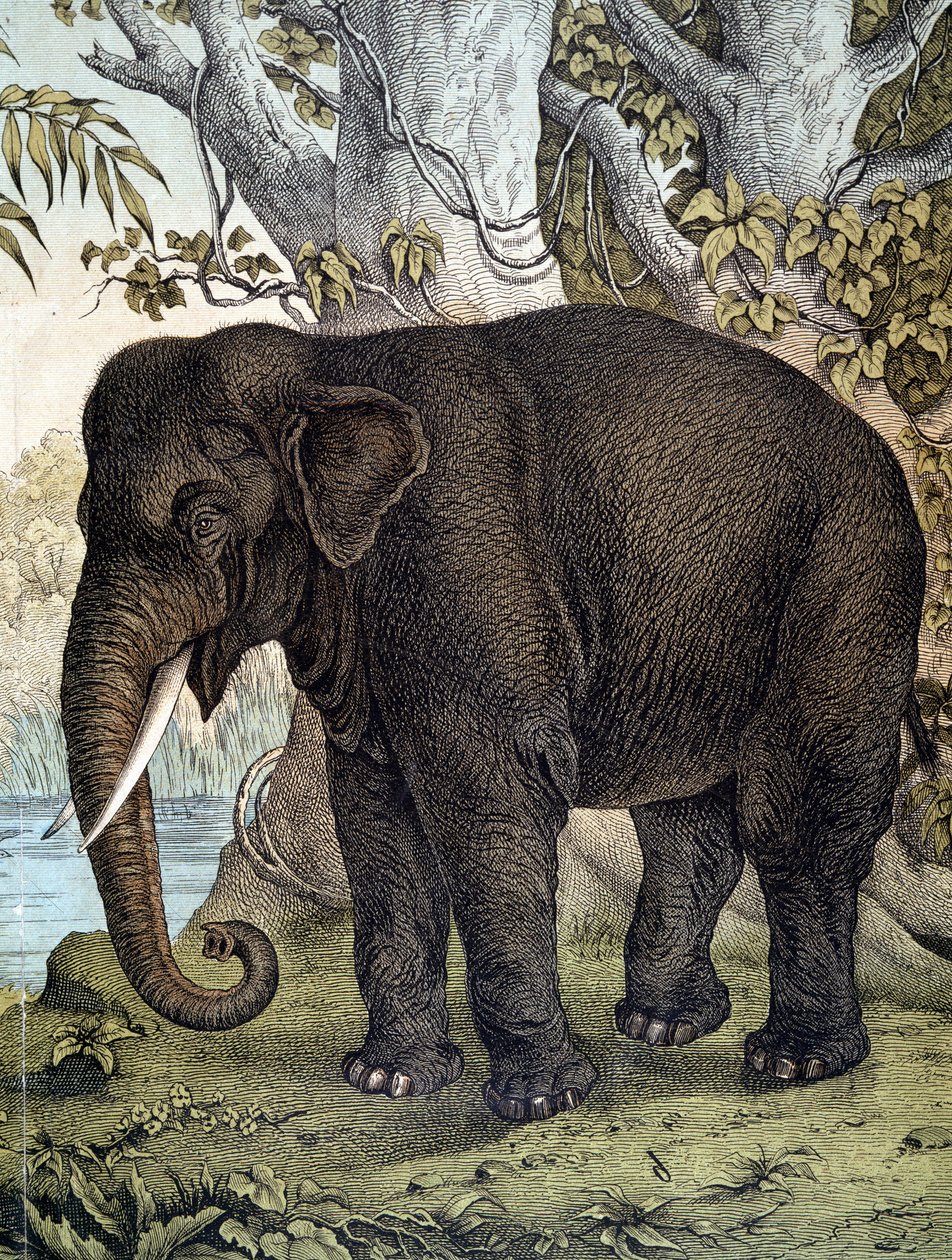 Elefant - in „Naturgeschichte der Säugetiere“, hrsg. von Schreiber, München von German School