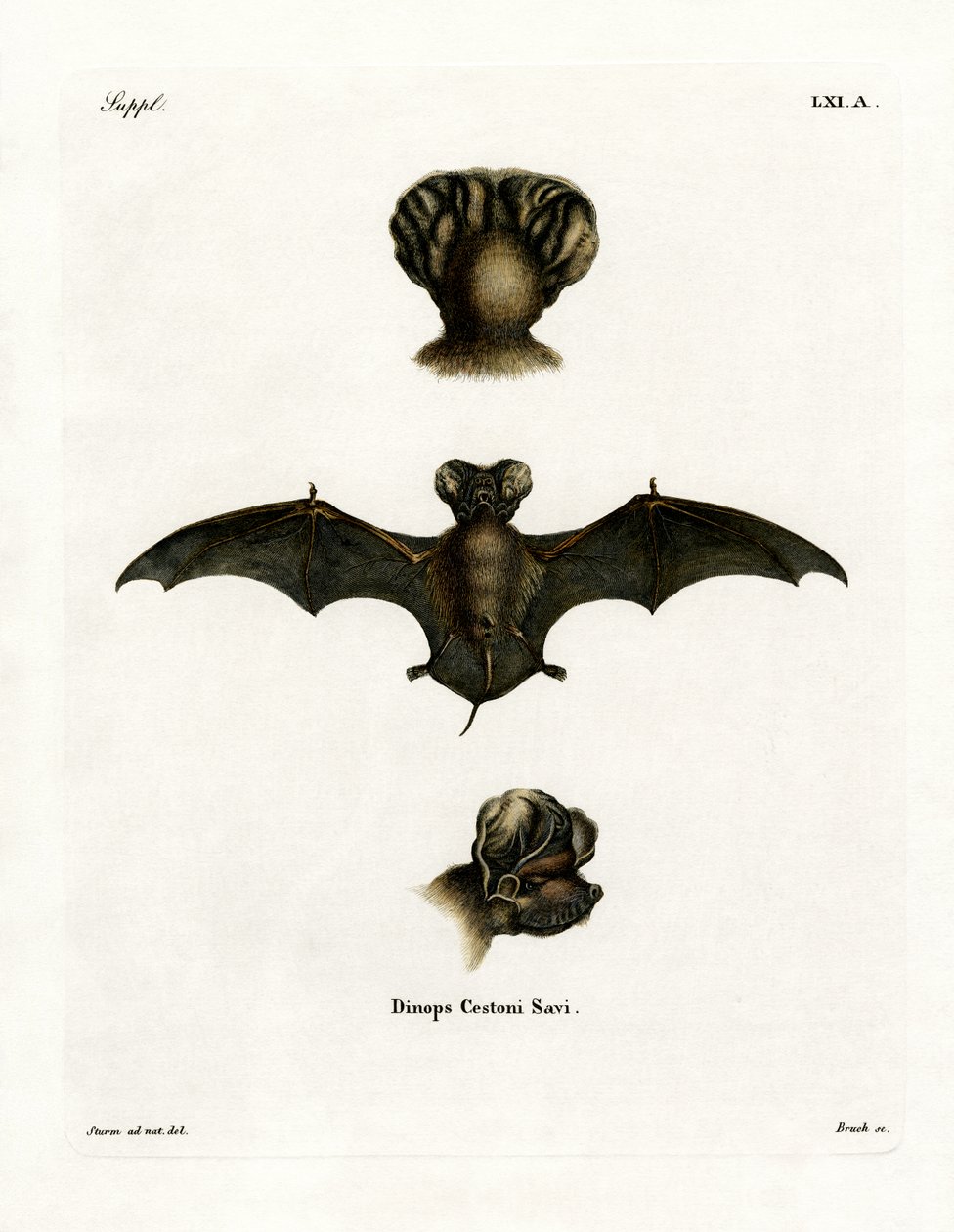 Europäische Freischwanzfledermaus von German School