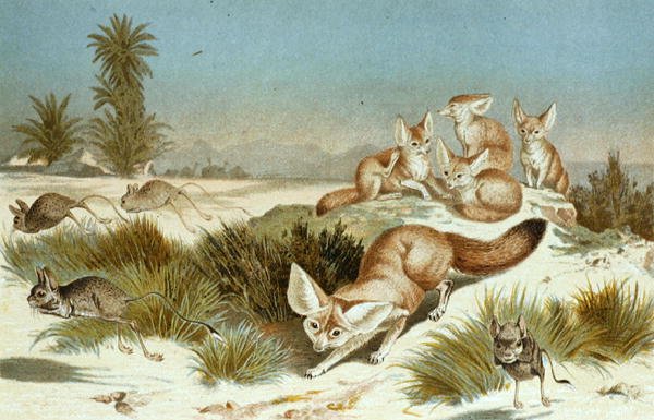 Fennek, Tafel aus "Brehms Tierleben: Allgemeine Kunde des Tierreichs", Bd.2, S.202, veröffentlicht vom Bibliographischen Institut von German School