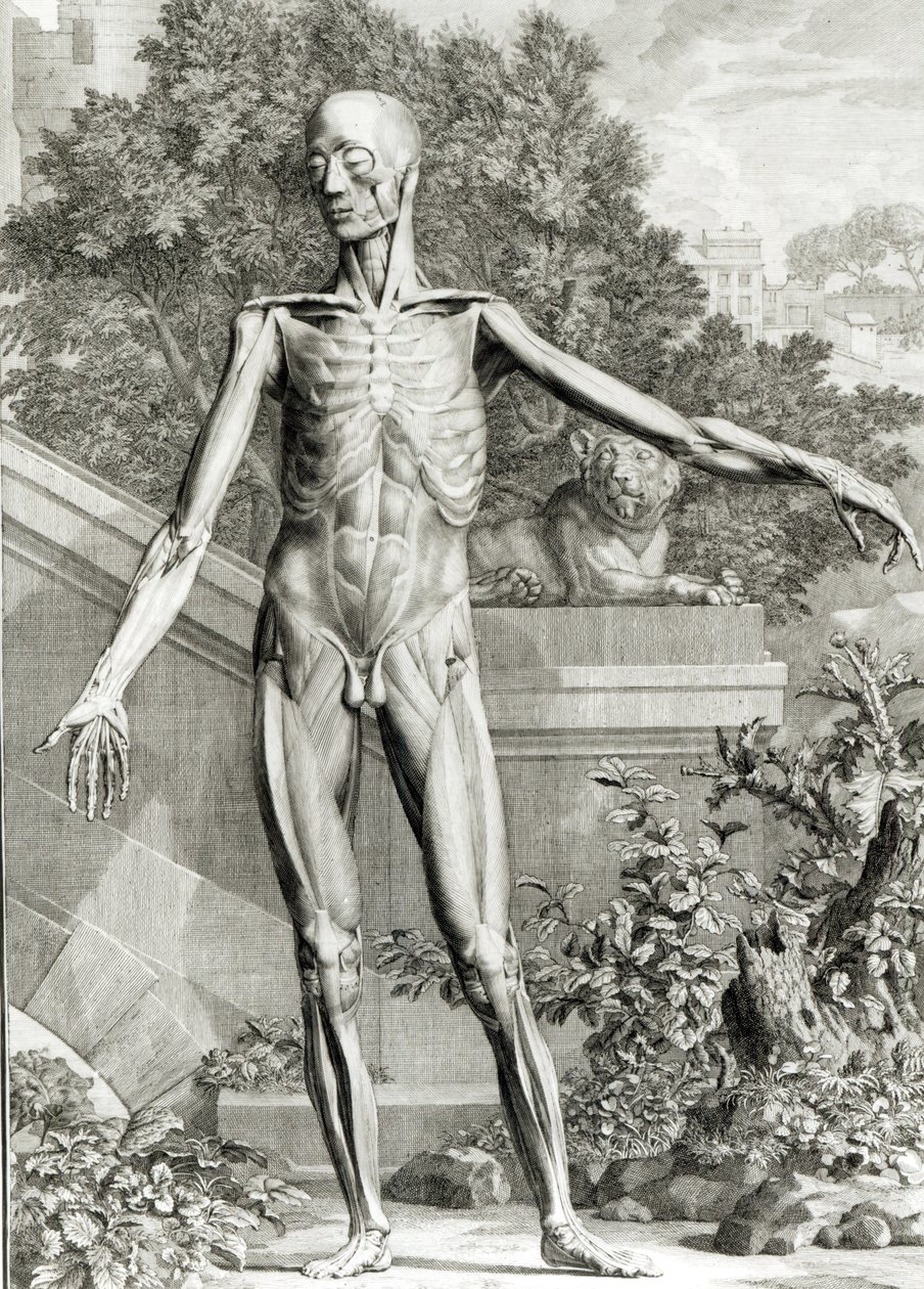 Gehäuteter Körper, aus Tabellen des Skeletts und der Muskeln des menschlichen Körpers von Bernard Siegfried Albinus (1697-1770) 1747 von German School