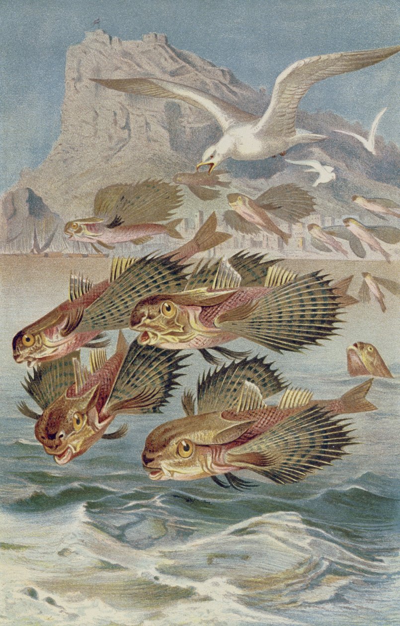 Flugdrache, Tafel aus Brehms Tierleben: Allgemeine Kunde des Tierreichs, Bd. 8, S. 134, veröffentlicht vom Bibliographischen Institut, 1892 von German School