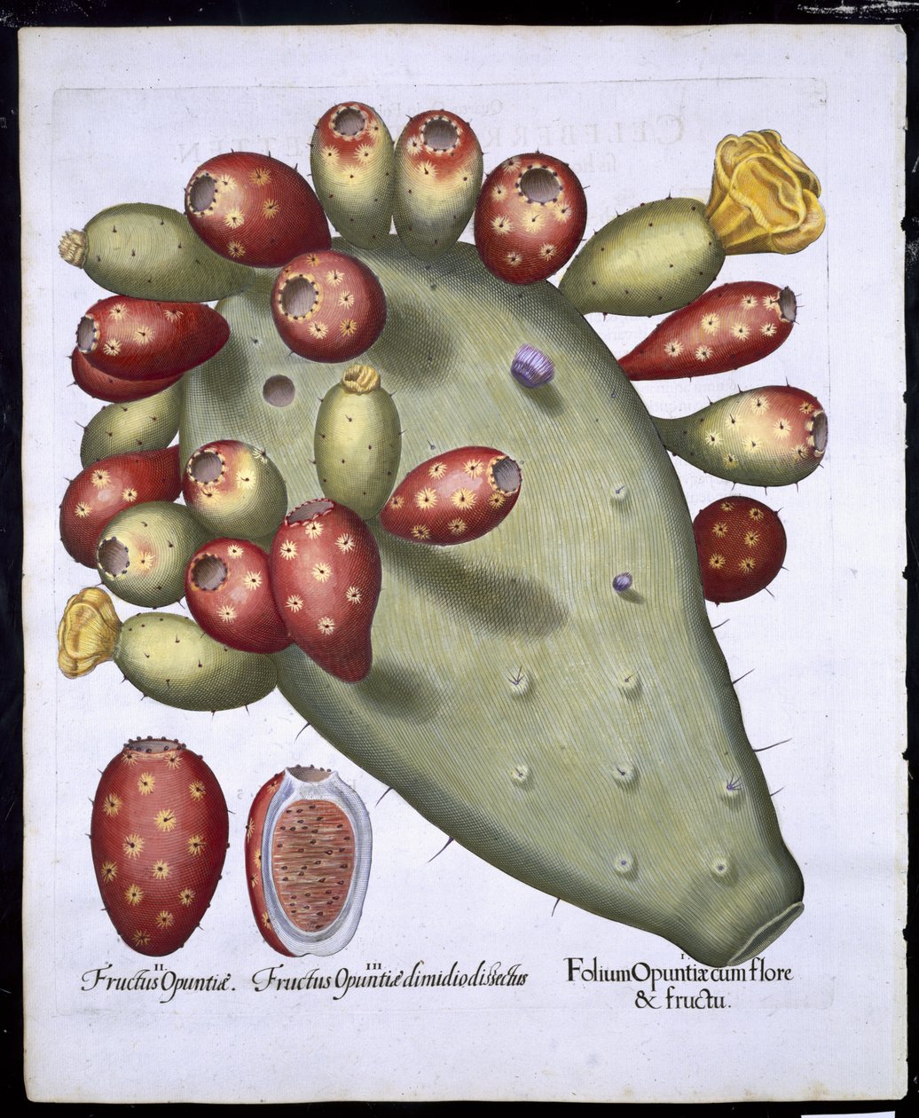 Folium Opuntia aus Hortus Eystettensis von Basil Besler (1561-1629), veröffentlicht 1613 von German School